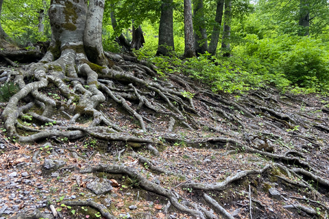 Van Tirana: rondleiding door Valbona National Park