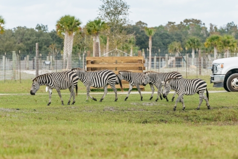 Orlando: safari en coche por Wild Florida