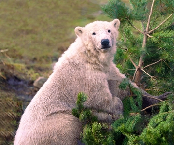 Highland Wildlife Park Entry Ticket