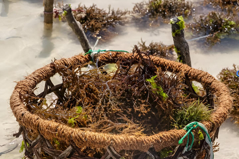 Zanzibar: Dagsutflykt till Muyuni, Paje och Seaweed Center