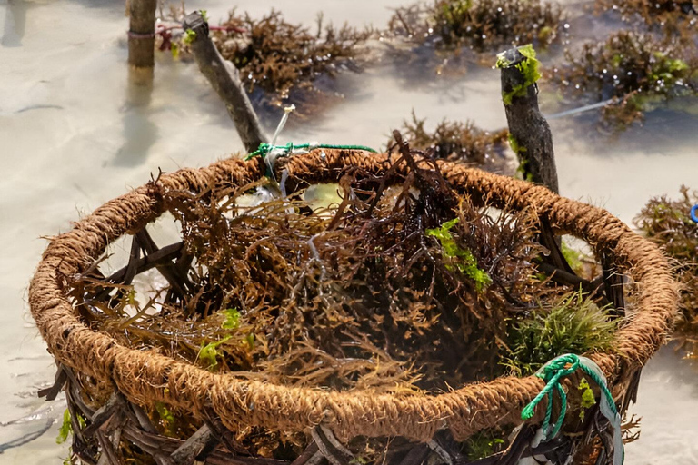 Zanzibar: Dagsutflykt till Muyuni, Paje och Seaweed Center