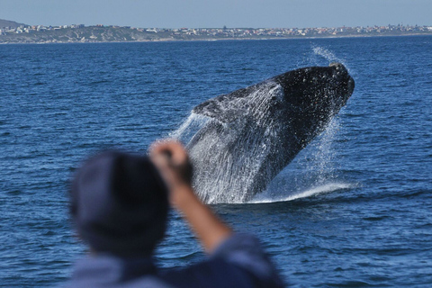 Från Stellenbosch: Hermanus Whale Route TourRutt för valutflykt från Stellenbosch