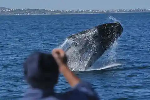 Au départ de Stellenbosch : Visite de la route des baleines d'Hermanus