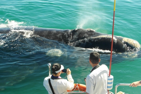 From Stellenbosch: Hermanus Whale Route Tour Whale Tour Route from Stellenbosch