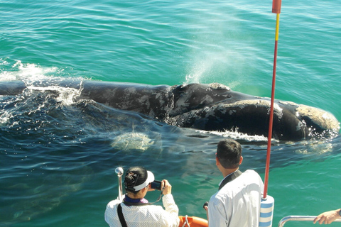 De Stellenbosch: visite de la route des baleines d'HermanusRoute des baleines au départ de Stellenbosch