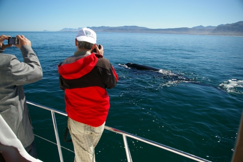 De Stellenbosch: visite de la route des baleines d'HermanusRoute des baleines au départ de Stellenbosch