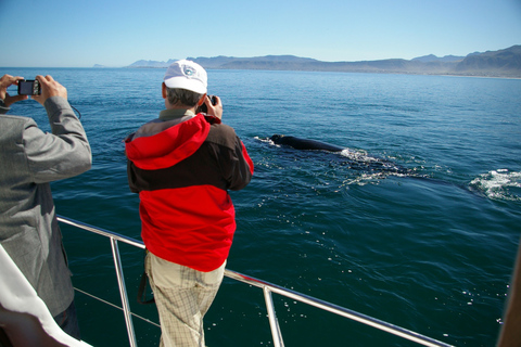 From Stellenbosch: Hermanus Whale Route Tour Whale Tour Route from Stellenbosch