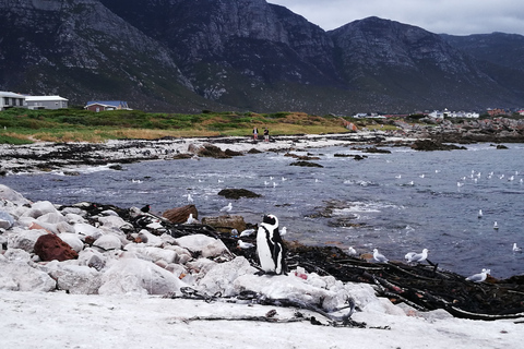 Från Stellenbosch: Hermanus Whale Route TourRutt för valutflykt från Stellenbosch