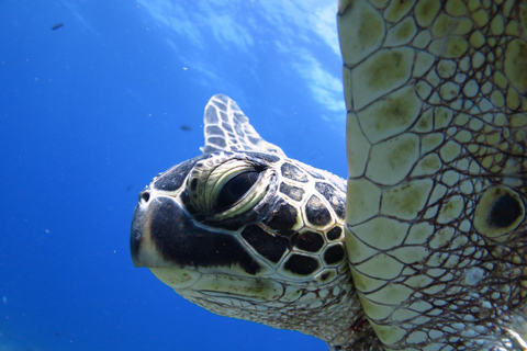 Waikiki: AM Paradise Honu SnorkelingWaikiki: AM Paradise Honu Snorkelen