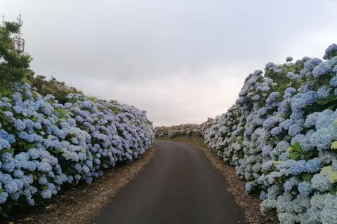 De Angra: Excursão de 1 dia à Ilha Terceira