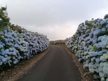 From Angra: Terceira Island Full-Day Tour