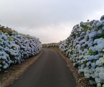 From Angra: Terceira Island Full-Day Tour