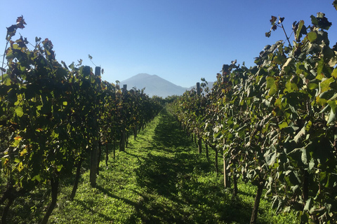 Tirana: points forts de la ville + visite du cap de Rodon avec dégustation de vin