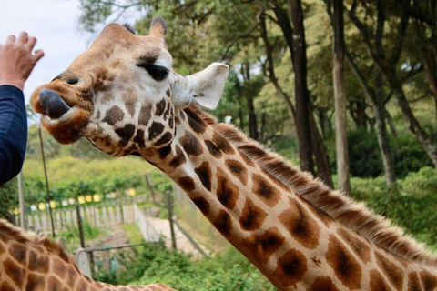 Nairobi :Karen Blixen Museum & Giraffe Centre Day Tour