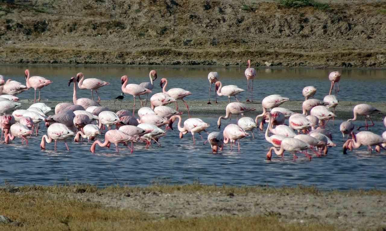 Ahmedabad: 3-tägige private Tour mit Guide zum Rann von Kachchh