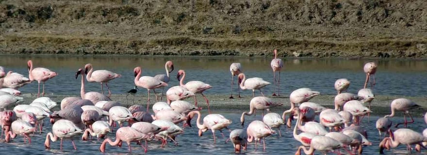 Ahmedabad : visite privative de 3 jours du Rann de Kutch avec guide