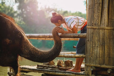 Kanchanaburi: Elephant Sanctuary & Erawan Waterfall Tour