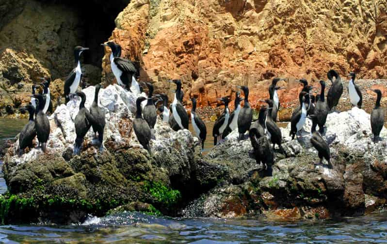 Desde Lima Excursi N Privada A Las Islas Ballestas Y Al Oasis De La