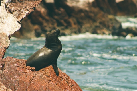 Van Lima: Paracas National Reserve & Ballestas Islands Tour