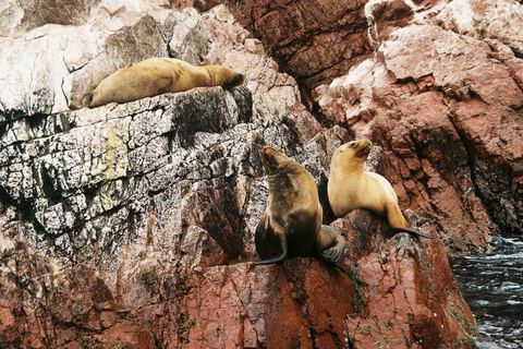 Van Lima: Paracas National Reserve & Ballestas Islands Tour