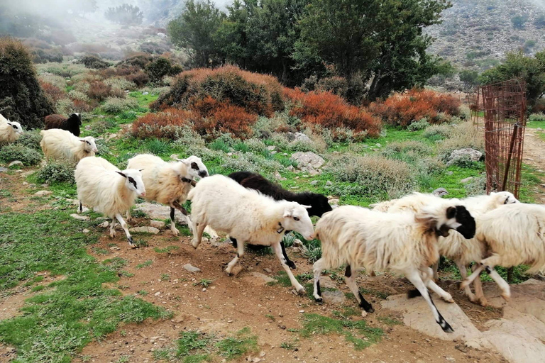 Från Chania: Landroversafari i Vita bergen