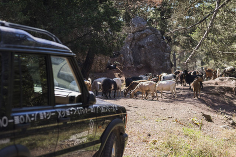 Rodes: Excursão de dia inteiro em 4x4 no safári do sul