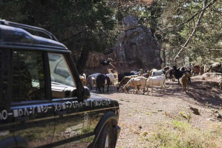 Rhodos: 4x4 dagsafari door het zuiden