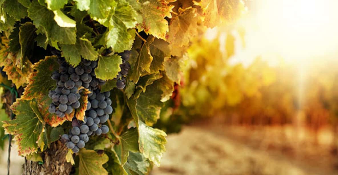 Naples Vesuvius & Wine Tasting Trip w/ Volcanological Guide GetYourGuide