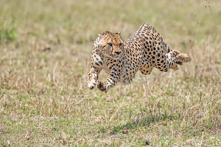 Z Nairobi: Safari w Rezerwacie Narodowym Masai MaraJomo kenyatta bezpłatny odbiór z lotniska