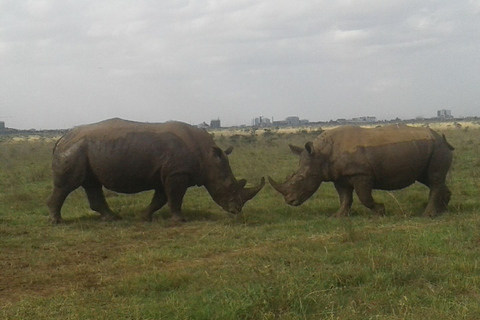 Z Nairobi: Safari w Rezerwacie Narodowym Masai MaraJomo kenyatta bezpłatny odbiór z lotniska