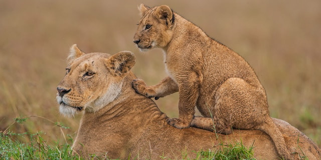 From Nairobi: Masai Mara National Reserve Safari