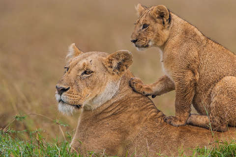 Z Nairobi: Safari w Rezerwacie Narodowym Masai MaraJomo kenyatta bezpłatny odbiór z lotniska