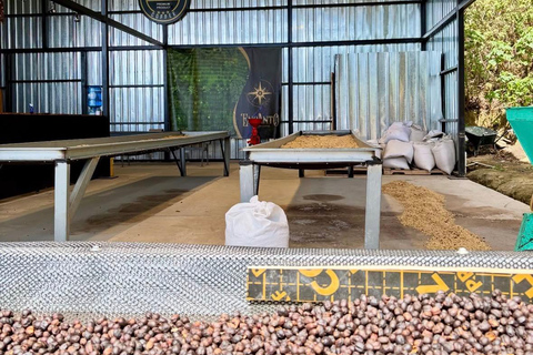 Boquete: Geisha Coffee Plantation Tour with Tasting