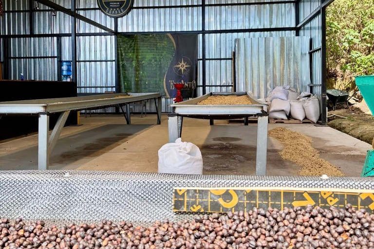 Boquete: Geisha Coffee Plantation Tour with Tasting