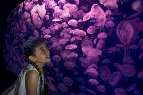 Go Singapore Explorer Pass: 2, 3, 4, 5, 6 or 7 Attractions