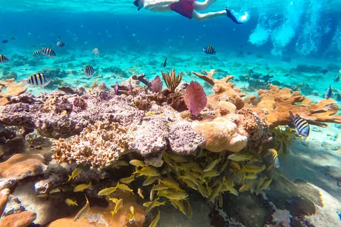 Pearl Island Beach: mergulho de dia inteiro com almoço