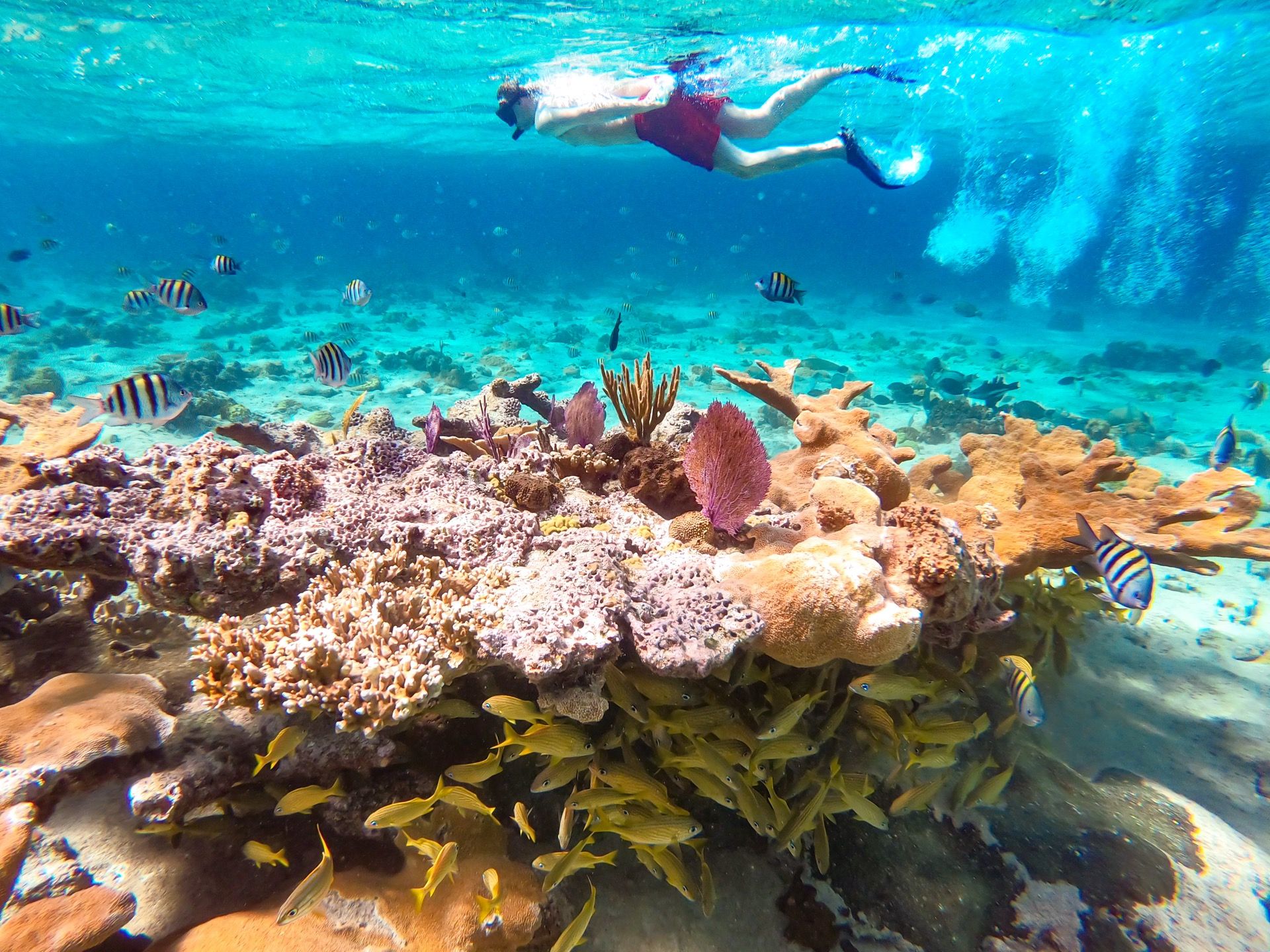 Pearl Island Beach: Ganztägiges Schnorcheln mit Mittagessen