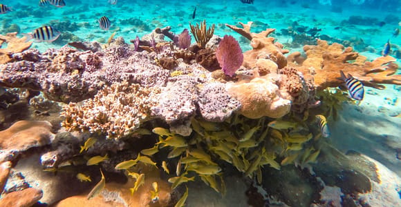 Pearl Island Beach: Full-day Snorkelling with Lunch