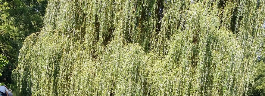 De Dresde: excursion d'une journée au Spreewald