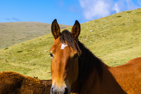 Wanaka: Scenic Horseback Riding Adventure