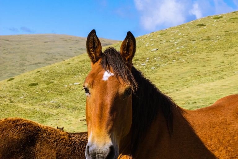 Wanaka: Scenic Horseback Riding Adventure