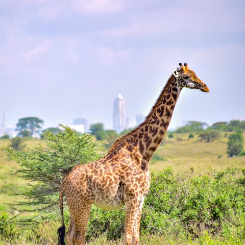 Visit Nairobi National Park Half Day Trip in a 4X4 in Ngong, Kenia