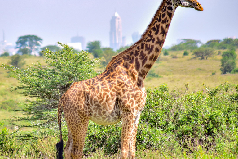 Nairobi National Park: Half-Day TripNairobi National Park: Half-Day Trip in a 4X4