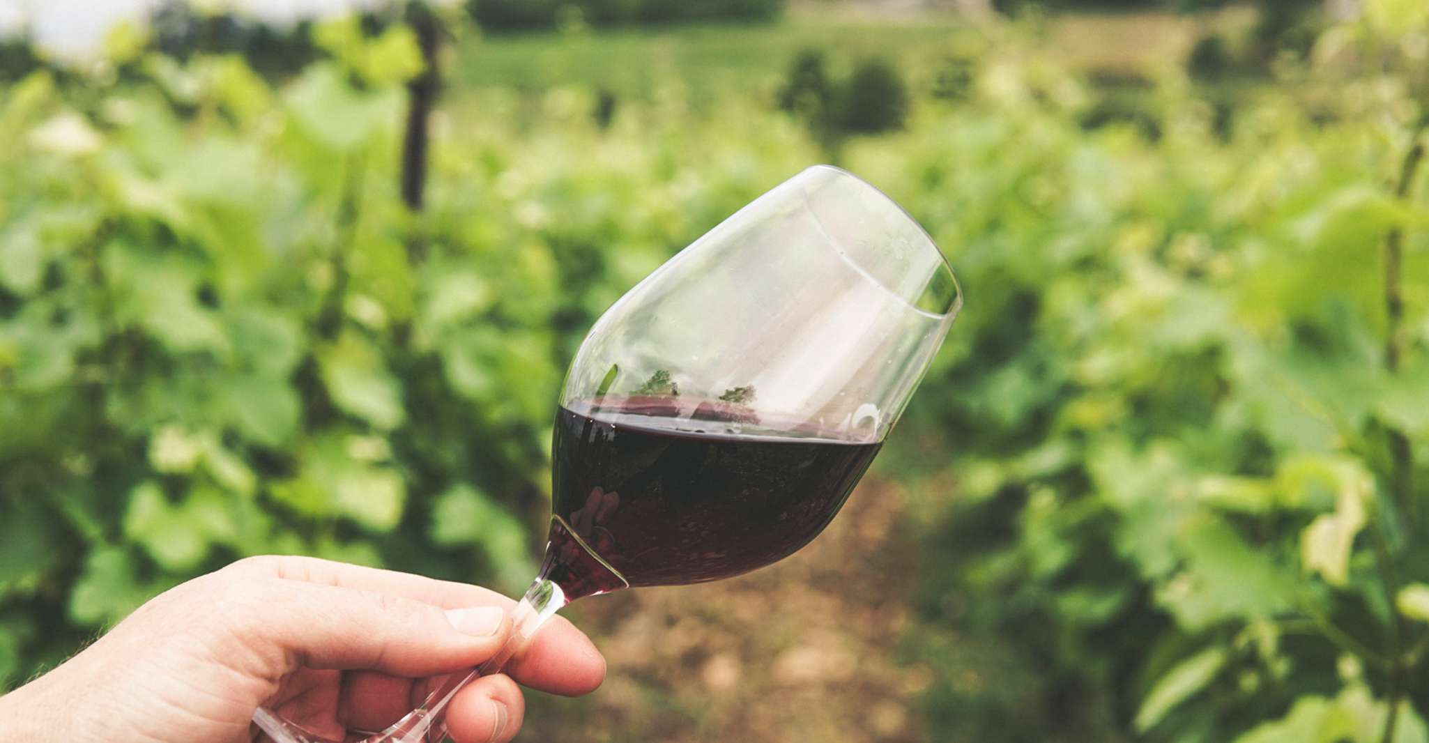 Isla Pico, Tour de día completo por la cultura del vino - Hizvo