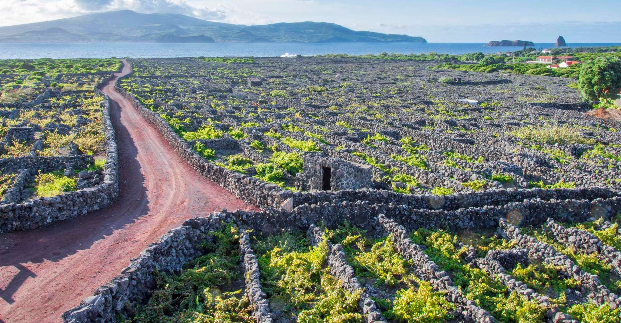 Isla Pico, Tour de día completo por la cultura del vino - Hizvo
