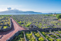 Isola di Pico, Tour della cultura del vino di giornata - Hizvo