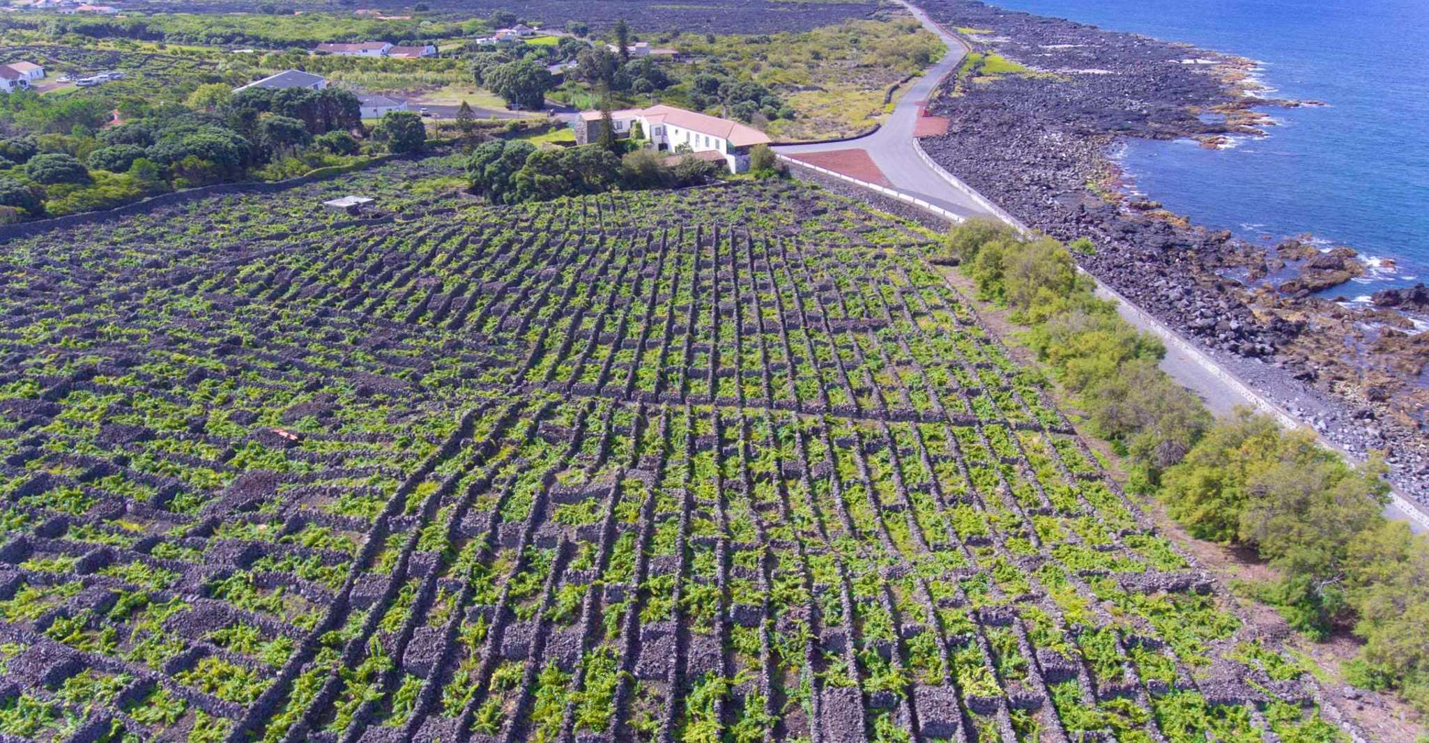 Isla Pico, Tour de día completo por la cultura del vino - Hizvo