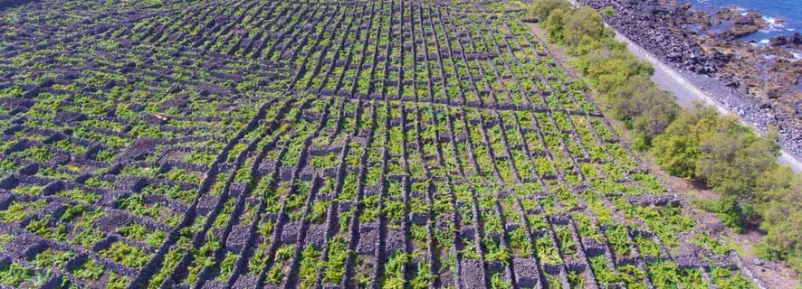 Açores: Tour de Provas de Vinhos na Ilha do Pico