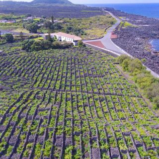 Azoren: wijncultuurtour van een hele dag