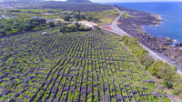 Isola di Pico, Tour della cultura del vino di giornata - Hizvo
